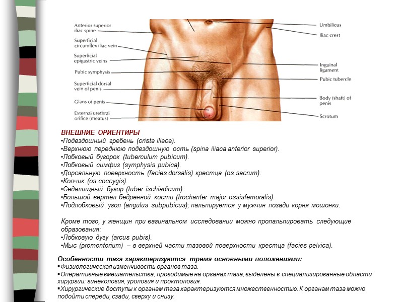 Особенности таза характеризуются тремя основными положениями: Физиологическая изменчивость органов таза.  Оперативные вмешательства, проводимые